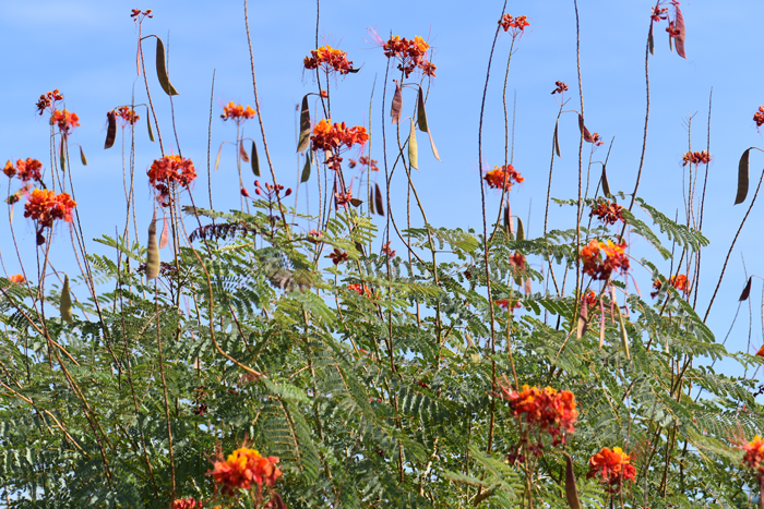 Red Bird-of-Paradise is the National Flower of Barbados where it is called the Pride of Barbados and blooms year-round. In North America the plants are exotic found in Arizona, California, Florida and Texas. Beautiful plants! Caesalpinia pulcherrima